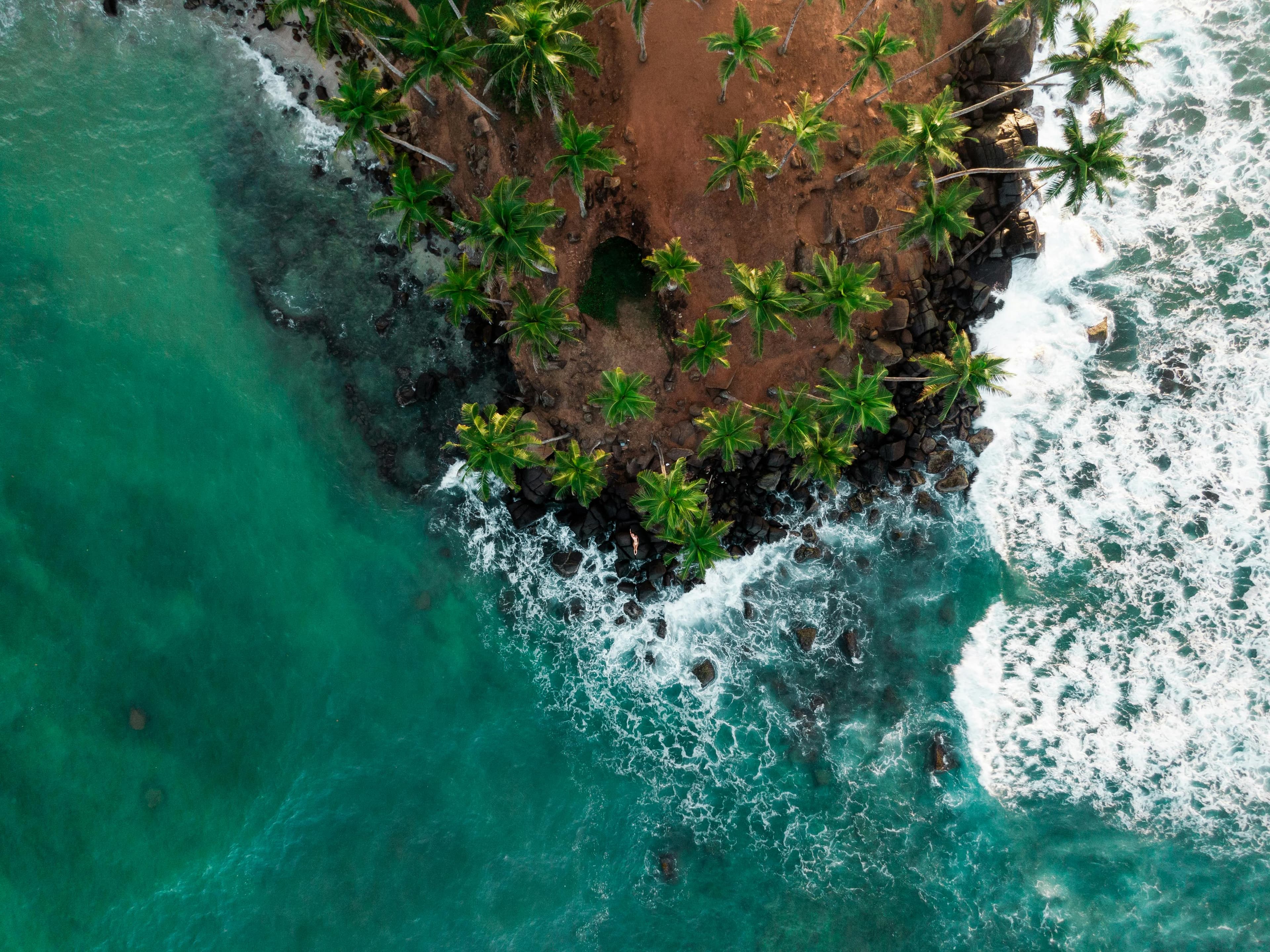 Coconut Tree Hill